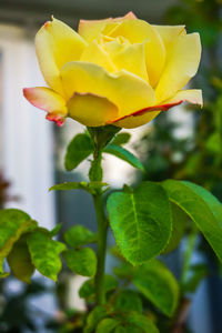 Close-up of yellow rose blooming outdoors