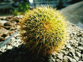 Close-up of cactus plant