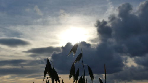 Panoramic view of sky