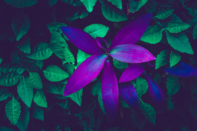 Close-up of purple flowering plant