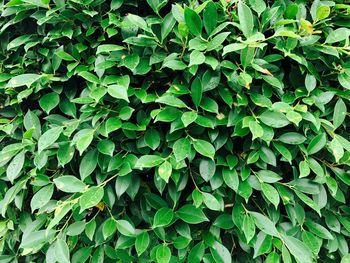 Full frame shot of plants