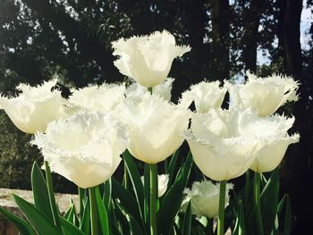 Close-up of white flowers blooming on tree