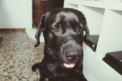 Close-up portrait of black dog at home