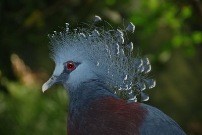 Close-up of crested bird