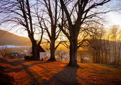 Bare trees on field against sky during sunset