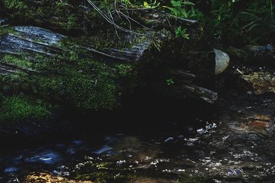 Stream flowing through forest