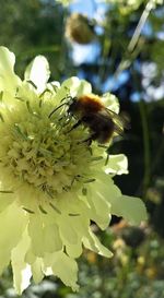 Close-up of bee pollinating flower