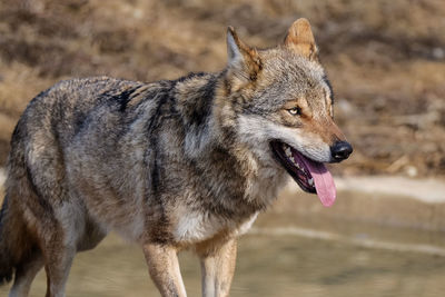 Close-up of a dog