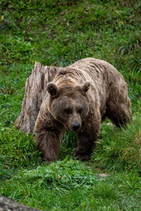 Close-up of a bear