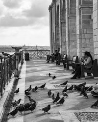 Tourist pigeons