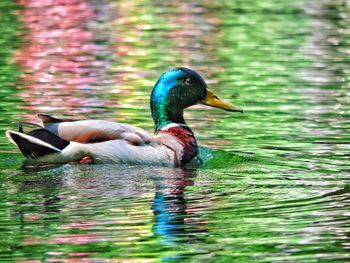 Side view of ducks in water