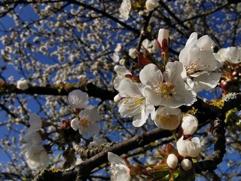 Close-up of white cherry blossom