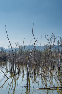 Bare trees against clear blue sky