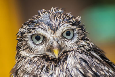 Close-up portrait of owl