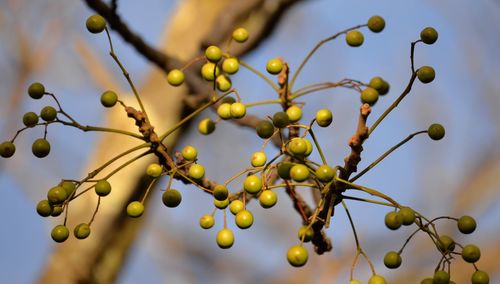 Low angle view of fruits on tree against sky