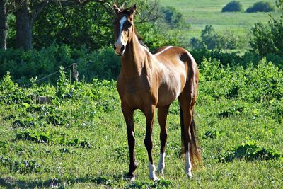 Horse standing on field