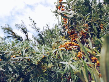 Close-up of fruits growing on tree