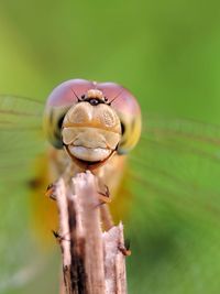 Close-up of bug on plant