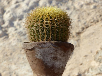 Close-up of cactus on field