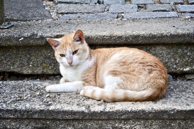 Portrait of cat sitting on wall