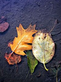 High angle view of dry maple leaf