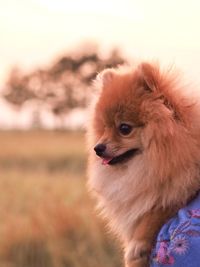 Close-up of a dog looking away