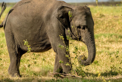 Elephant in grass