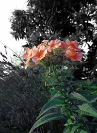 Close-up of orange flowering plant