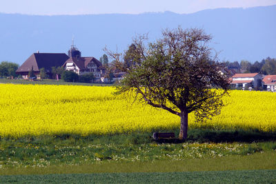 Yellow flowers on field by house against sky