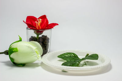 Close-up of roses against white background