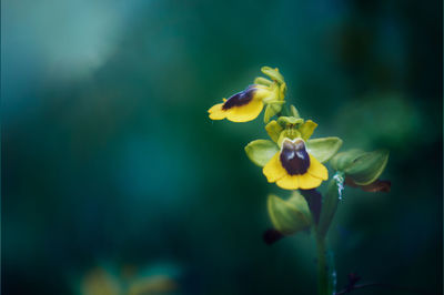 Close-up of yellow flower on plant