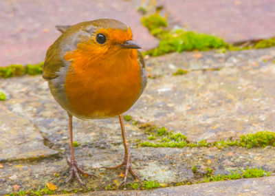 Close-up of bird perching on footpath