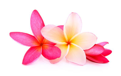 Close-up of pink flowers against white background