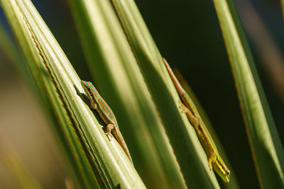 Close-up of lizard 