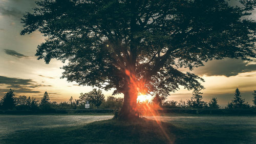 Silhouette tree on field against sky at sunset