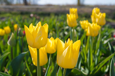 Close-up of yellow tulips