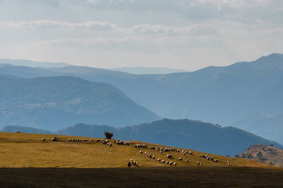 Flock of ship on mountains against sky