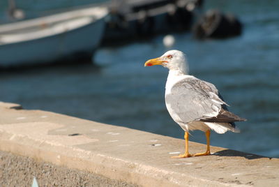 Seagull perching on retaining wall