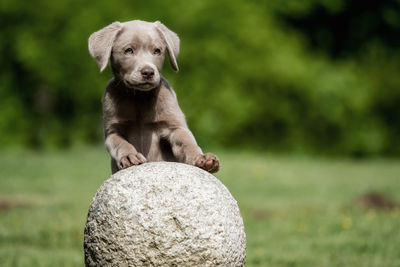 Portrait of dog with ball on grass