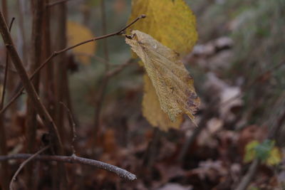 Close-up of dry leaves on plant