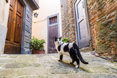 Cat on street