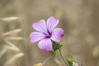 Close-up of pink flowering plant