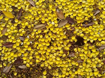 Full frame shot of yellow leaves