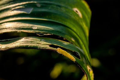 Close-up of fresh green leaf