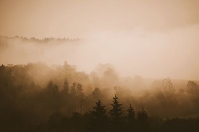 Trees growing on mountain during foggy weather