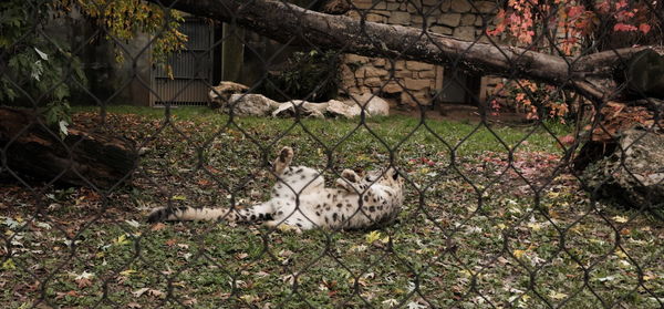 Cat relaxing on field