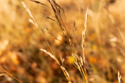 Close-up of wheat growing on field