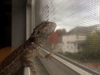 View of lizard perching on wall