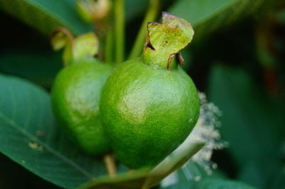 Close-up of fruit