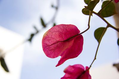 Close-up of pink flowering plant